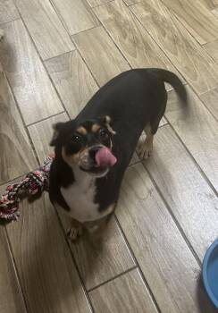 Dachshund and Terrier Dogs Available for Adoption - Zeus | PetCurious