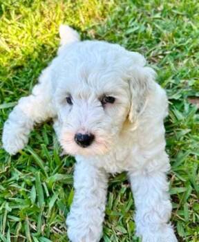 Apollo -  Labradoodle Dog for Adoption in Troy, Virginia - Apollo | PetCurious