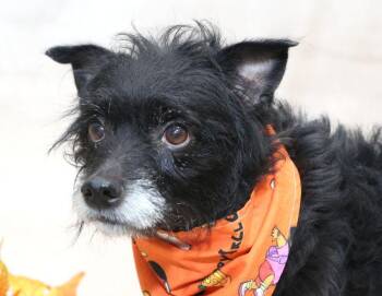 Jett -  Toy Fox Terrier Dog for Adoption in Sanford, Florida - Jett | PetCurious