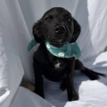 Pomegranate -  Mixed Breed Dog for Adoption in Canal Winchester, Ohio - Pomegranate | PetCurious