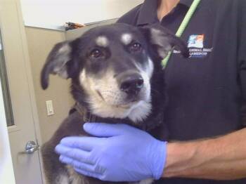 LACY -  Siberian Husky and Mixed Breed Dog for Adoption in Sacramento, California - LACY | PetCurious