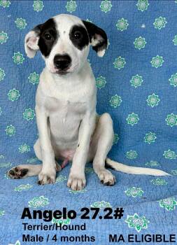 Terrier and Hound Dogs Available for Adoption in Pomfret, Connecticut - ANGELO | PetCurious