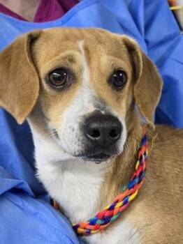 Chihuahua and Mixed Breed Dogs Available for Adoption - Joon | PetCurious