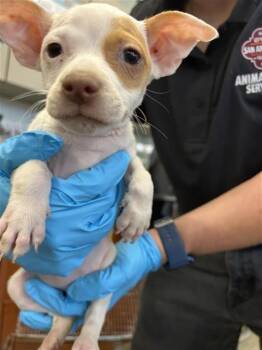 Terrier Dogs Available for Adoption in San Antonio, Texas - JESSA | PetCurious