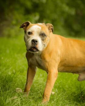 CRACKERJACK (0741) -  American Bulldog Dog for Adoption in Bridgeport, Connecticut - CRACKERJACK (0741) | PetCurious