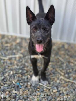 Tommy -  Terrier Dog for Adoption in Penryn, California - Tommy | PetCurious