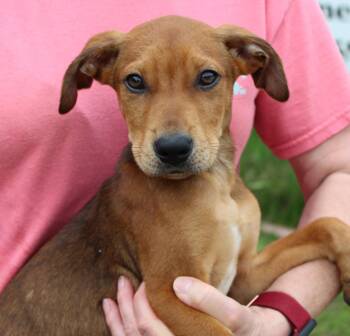 Labrador Retriever Dogs Available for Adoption in Prattville, Alabama - Sebastian 43598 | PetCurious