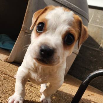 Rescue Mixed Breed Dogs for Adoption in Quincy, Florida - Rudy | PetCurious