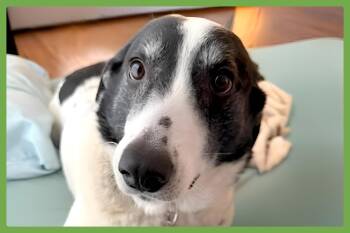 Hjerte -  Maremma Sheepdog and Australian Kelpie Dog for Adoption in Amherst, Massachusetts - Hjerte | PetCurious