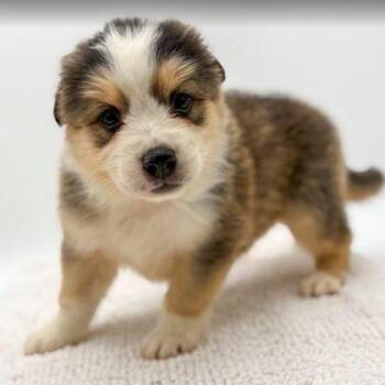 Coco -  Australian Shepherd and Mixed Breed Dog for Adoption in Bowling Green, Kentucky - Coco | PetCurious