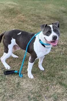 Rescue Terrier Dogs for Adoption in Hartford City, Indiana - Thanos | PetCurious