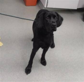 CALVIN -  Labrador Retriever and Mixed Breed Dog for Adoption in Omaha, Nebraska - CALVIN | PetCurious