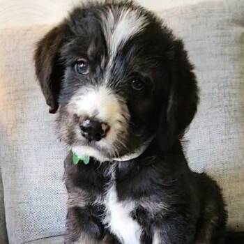 Bernese Mountain Dog and Labrador Retriever Dogs Available for Adoption in Ottawa Hills, Ohio - Malcolm | PetCurious