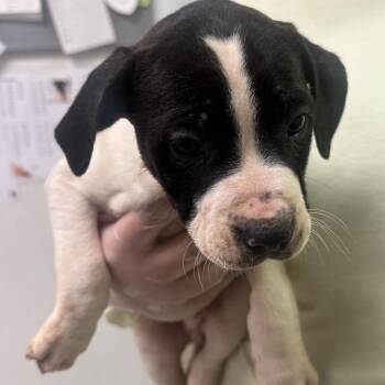 Mixed Breed Dogs Available for Adoption - Pablo | PetCurious