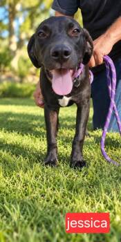 Jessica -  Labrador Retriever Dog for Adoption in Fort Worth, Texas - Jessica | PetCurious