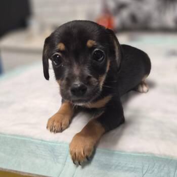 Jack Russell Terrier Dogs Available for Adoption in Wahiawa, Hawaii - Sophie | PetCurious