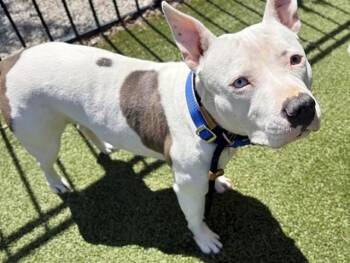 Pit Bull Terrier and Mixed Breed Dogs Available for Adoption in Brentwood, Missouri - LILY | PetCurious