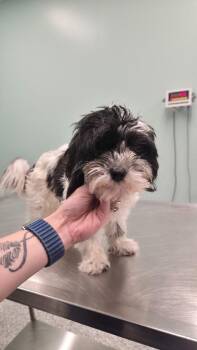 Terrier Dogs Available for Adoption in Athens, Tennessee - Sugar | PetCurious