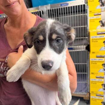 Belinda -  Mixed Breed Dog for Adoption in Fredericksburg, Virginia - Belinda | PetCurious