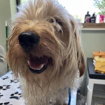 Rufus -  Mixed Breed Dog for Adoption in Skokie, Illinois - Rufus | PetCurious