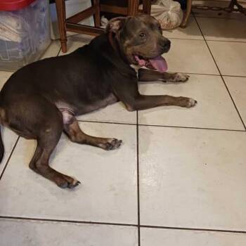 Mixed Breed Dogs Available for Adoption - Rico | PetCurious