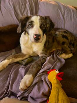 Possum -  Australian Shepherd and Labrador Retriever Dog for Adoption in Watertown, Connecticut - Possum | PetCurious