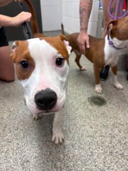 Tweed -  Terrier Dog for Adoption in Van Wert, Ohio - Tweed | PetCurious