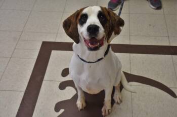 Rescue Boxer Dogs for Adoption in North Judson, Indiana - Stevie | PetCurious