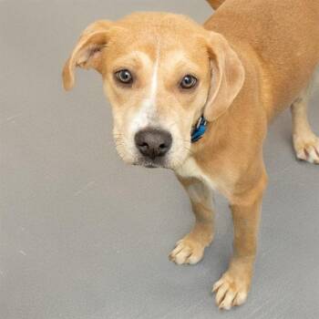 Labrador Retriever and Mixed Breed Dogs Available for Adoption - DOE | PetCurious