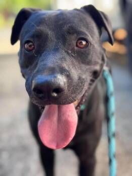 Darby -  Labrador Retriever Dog for Adoption in Wando, South Carolina - Darby | PetCurious