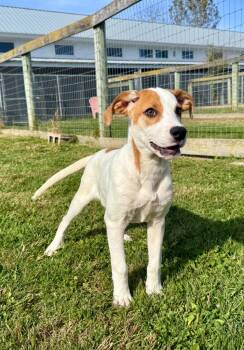 Rescue Hound and Mixed Breed Dogs for Adoption in Hudson, New York - Charley | PetCurious