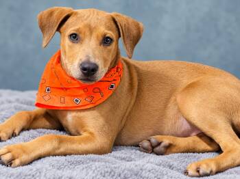 Chrissy -  German Pinscher and Hound Dog for Adoption in Nahunta, Georgia - Chrissy | PetCurious