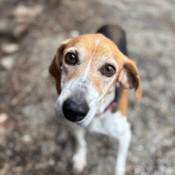 Hound Dogs Available for Adoption in Glenfield, New York - Magnolia | PetCurious