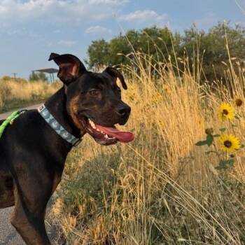 Rescue Pit Bull Terrier and Rottweiler Dogs for Adoption in Boise, Idaho - Ozzy | PetCurious