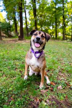 Pluto -  Hound Dog for Adoption in Morgantown, West Virginia - Pluto | PetCurious