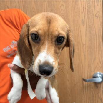 Terra 7254 -  Beagle Dog for Adoption in Loxahatchee Groves, Florida - Terra 7254 | PetCurious