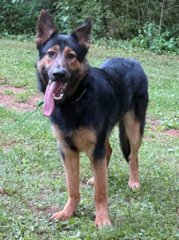 Rescue German Shepherd Dog Dogs for Adoption in Chattanooga, Tennessee - Jax | PetCurious