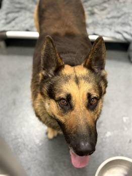 Mixed Breed Dogs Available for Adoption in Dallas, Texas - GERM | PetCurious