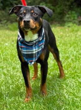 Rex -  Rottweiler and Shepherd Dog for Adoption in Morristown, New Jersey - Rex | PetCurious