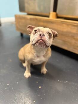 Rory -  French Bulldog Dog for Adoption in Covington, Louisiana - Rory | PetCurious