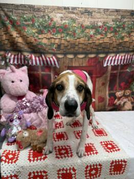 Treeing Walker Coonhound Dogs Available for Adoption - Walter | PetCurious