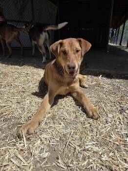 Doberman Pinscher and Retriever Dogs Available for Adoption in Salmon, Idaho - Newt | PetCurious