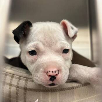 Pit Bull Terrier Dogs Available for Adoption in Birmingham, Alabama - Denise | PetCurious