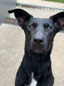 Zucchini Bread -  German Shepherd Dog Dog for Adoption in Chicago, Illinois - Zucchini Bread | PetCurious