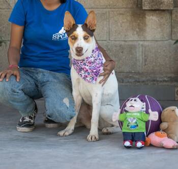 Chiquita -  Husky and German Shepherd Dog Dog for Adoption in Calgary, Alberta - Chiquita | PetCurious