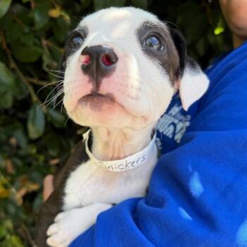 Snickers -  Pit Bull Terrier and Mixed Breed Dog for Adoption in Goleta, California - Snickers | PetCurious