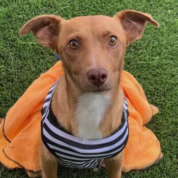 Rescue Chihuahua and Corgi Dogs for Adoption in San Diego, California - Taffy | PetCurious