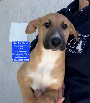 Rescue Shepherd and Labrador Retriever Dogs for Adoption in Oviedo, Florida - Fetch A Friend | PetCurious