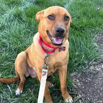Mixed Breed Dogs Available for Adoption in Wheeling, Illinois - Venus | PetCurious