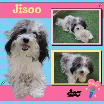 Rescue Lhasa Apso Dogs for Adoption in Lindsay, California - Jisoo | PetCurious